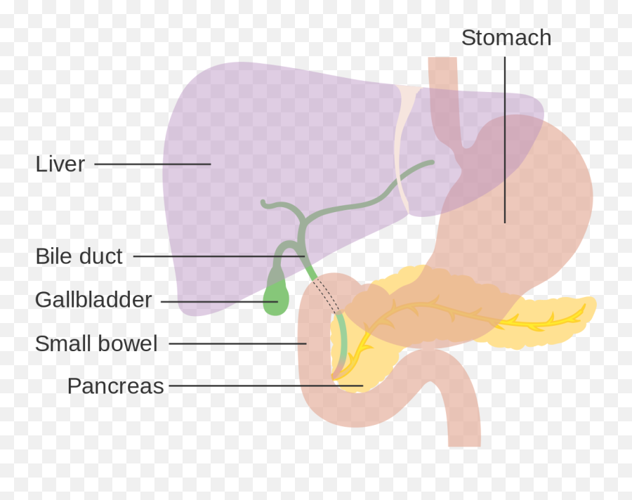 Diagram Showing The Position Of - Liver Diagram Png,Liver Png