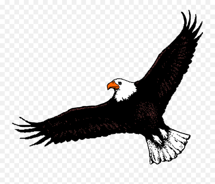 Bald Eagle Clipart Soaring - Eagle Flying Clipart Png,Soaring Eagle Png