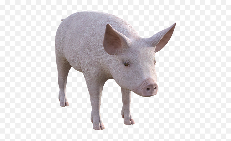 Pig Farm Piglet - Pigs Transparent Livestock Png,Pigs Png
