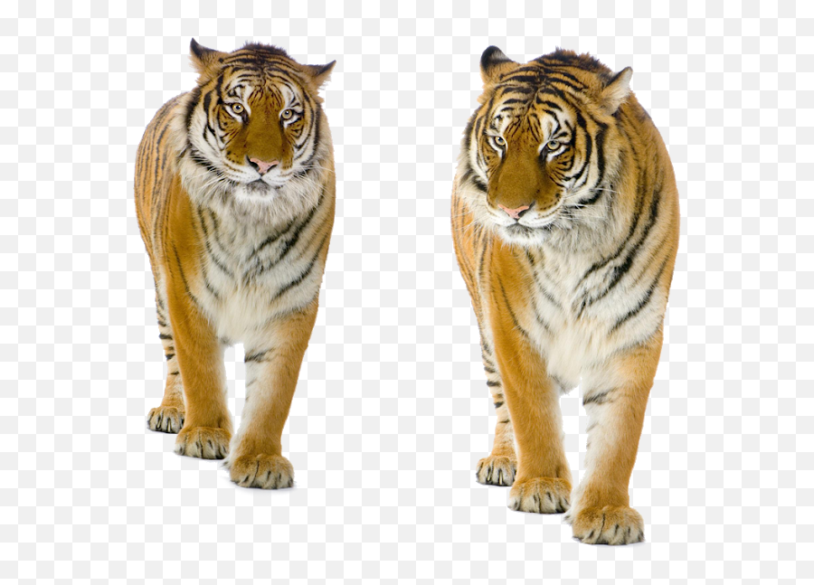 Tiger Png Background - Tiger Free Png Images Tiger Cat Background Animals For Editing,Tiger Transparent Background