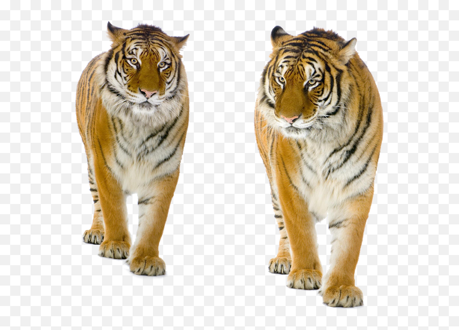 Tiger Png Background - Tiger Free Png Images Tiger Cat Background Animals  For Editing,Tiger Transparent Background - free transparent png images -  