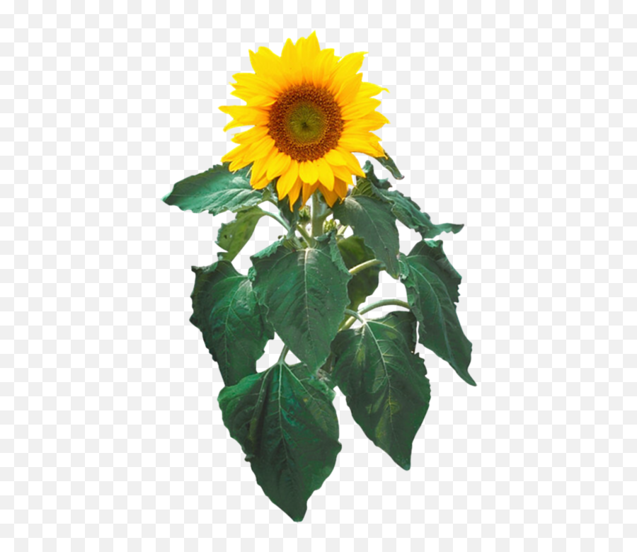 Sunflower Png Images Transparent Background - Sunflower Clip Art,Sunflower Transparent Background