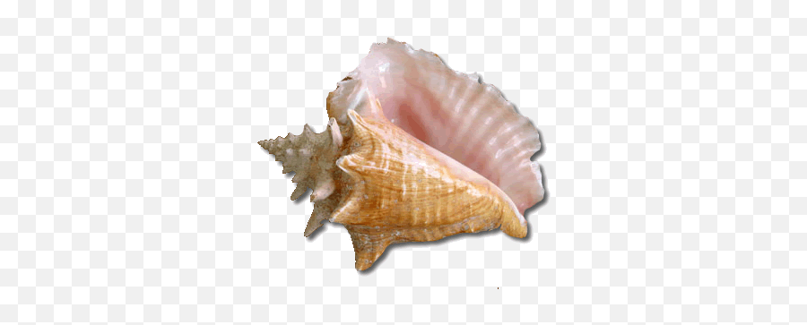 Index Of Images - Carte Nomenclature Mer Png,Seashell Png
