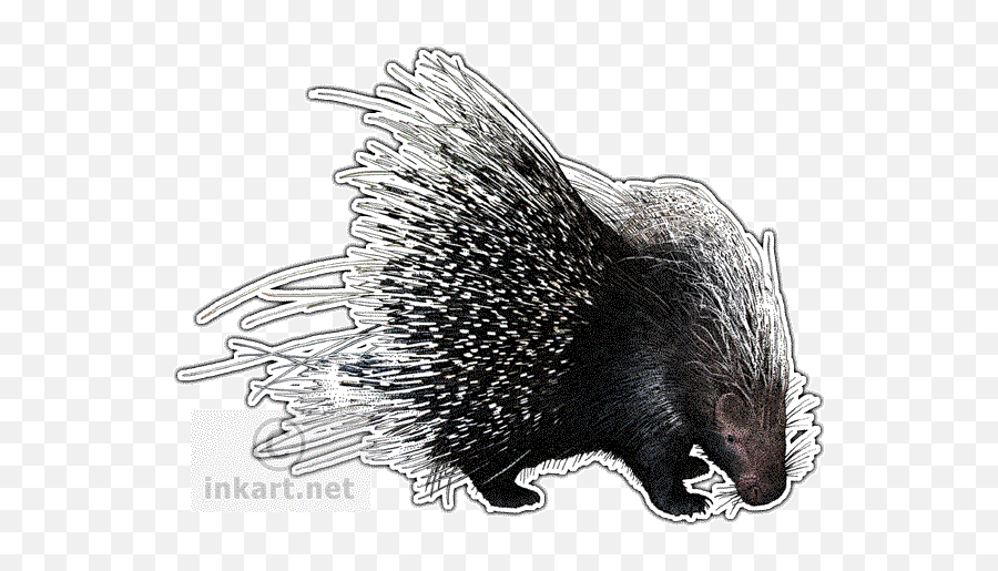 African Crested Porcupine Decal - Drawing Png,Porcupine Png