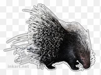 African Crested Porcupine Decal - Drawing Png,Porcupine Png