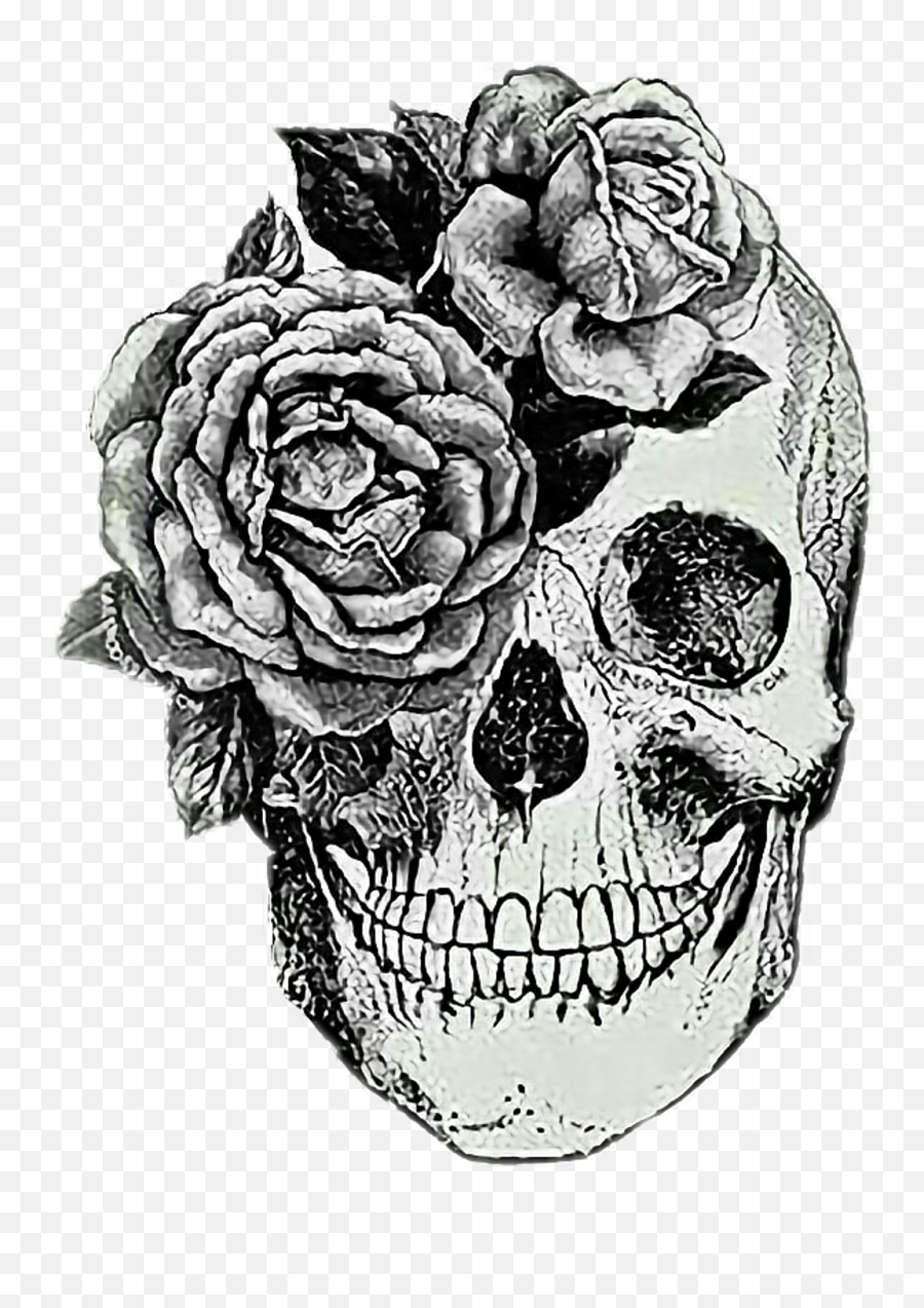 Download Skull Sticker - Anatomical Skull Tattoo Full Size Aesthetic Wallpapers Black Skull Png,Skull Tattoo Png