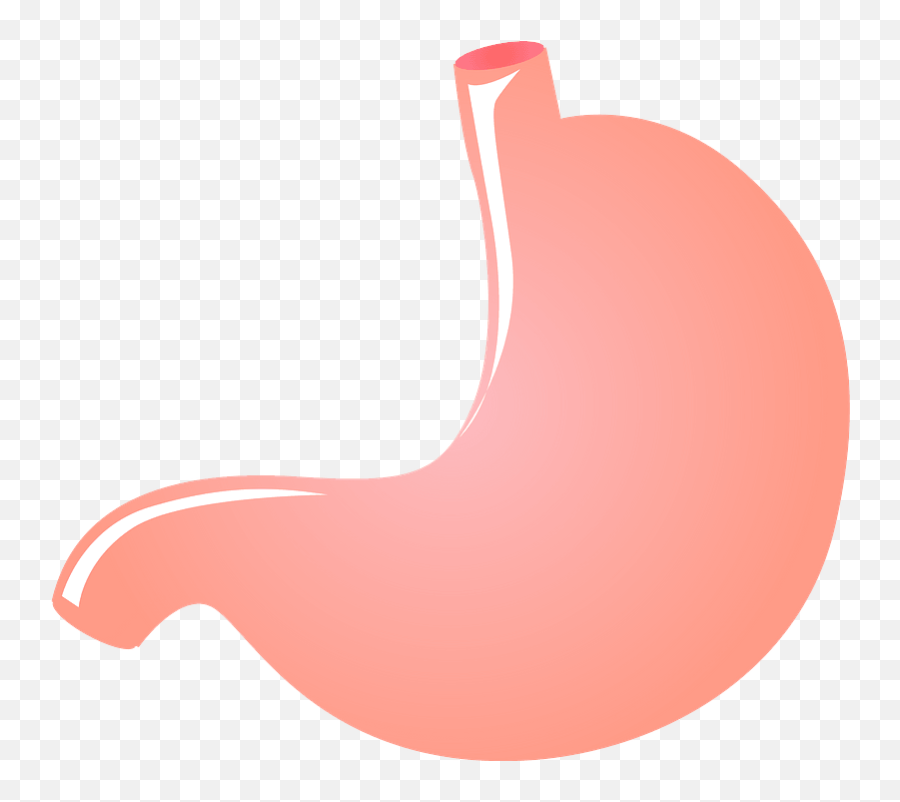 Clipart - Transparent Stomach Organ Png,Stomach Png
