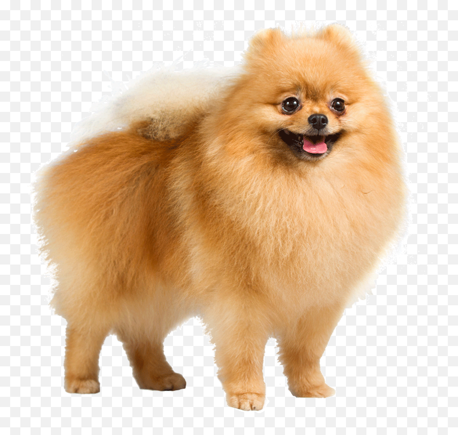 Dog Png Image Dogs Puppy Pictures - Pomeranian Png,Cute Dog Png
