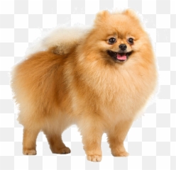 Dog Png Image Dogs Puppy Pictures - Pomeranian Png,Cute Dog Png