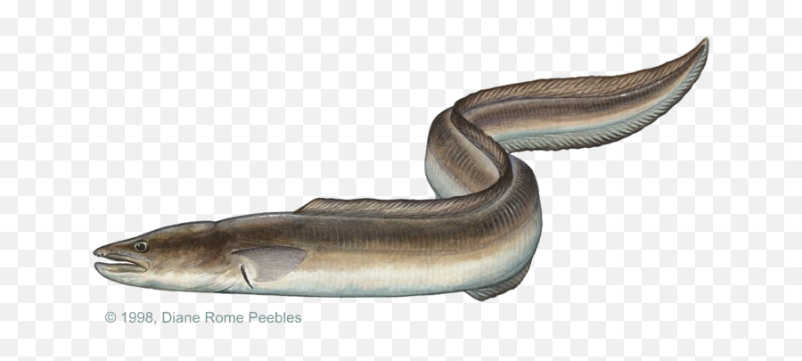 International Game Fish Association - American Eel Png,Eel Png