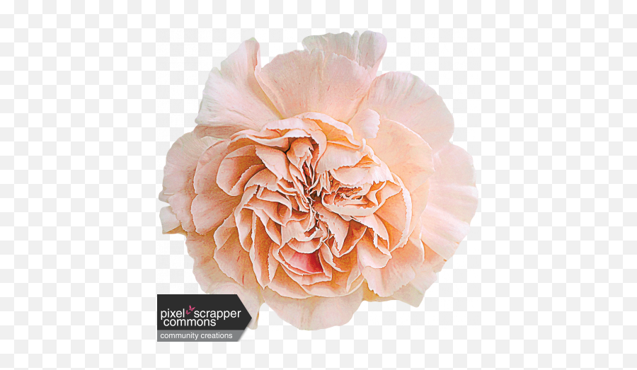 Peach Carnation Graphic By Cathrine Blan Pixel Scrapper Png