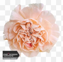 Peach Carnation Graphic By Cathrine Blan Pixel Scrapper Png