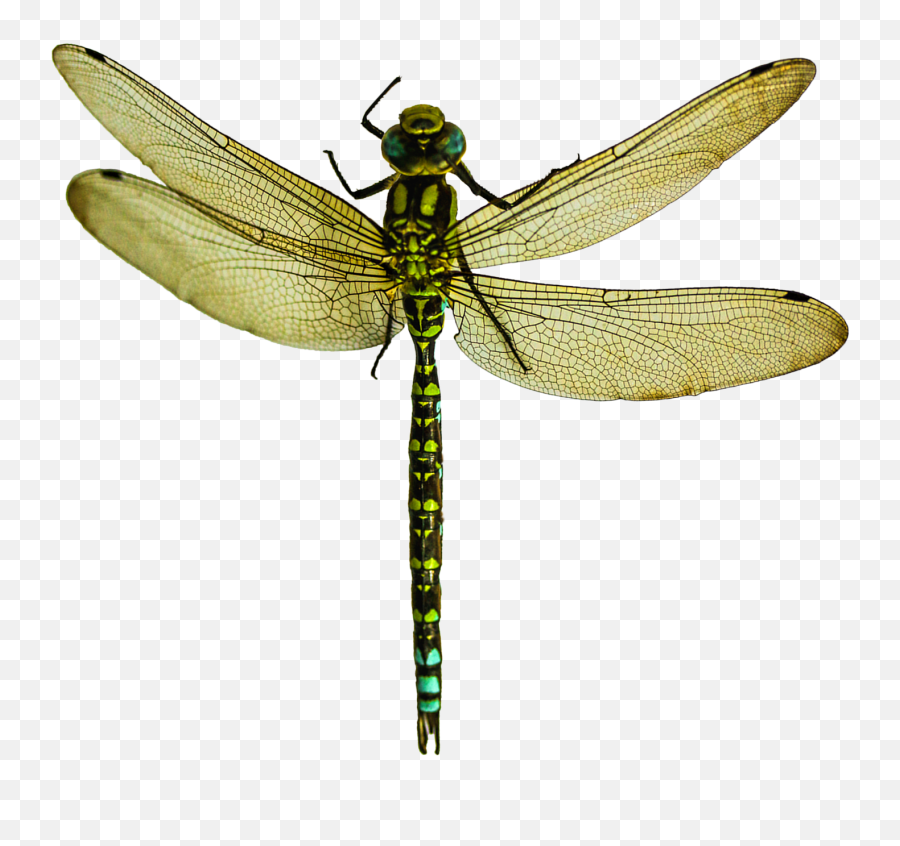 Dragonfly Png Image - Purepng Free Tra 1224985 Png Dragonfly Png Transparent,Fly Transparent Background