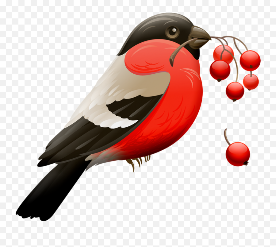 Red Robin Png - Red Robin Birds,Robin Transparent