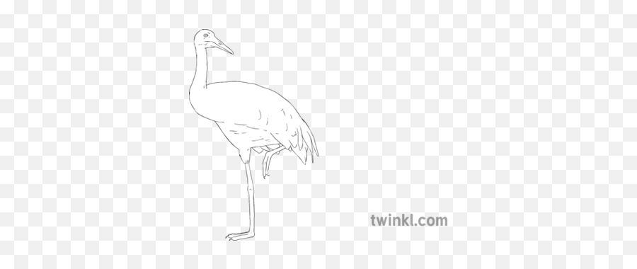 Whooping Crane Bird Science Ks2 Bw Rgb Illustration - Twinkl Long Png,Crane Bird Png