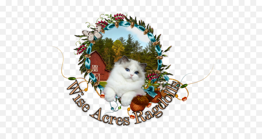 Wiseacres Ragdolls Ragdoll Kittens For - Lovely Png,Ragdoll Logos