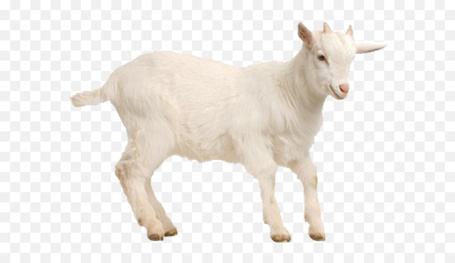 Goat Sheep Poultry Livestock - Goat Png Download 700700 Goat,Goats Png