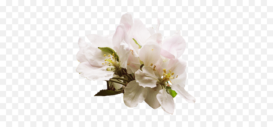 413x344 Kz Haley Robbins Image Cherry Blossoms In Spring - Apple Tree Flower Png,Cherry Blossoms Transparent