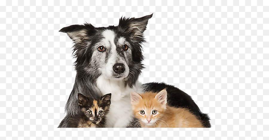 Cats And Dogs For Adoption Petsmart Saves Lives Dog - Adoption Cats And Dogs Png,Petsmart Logo Png