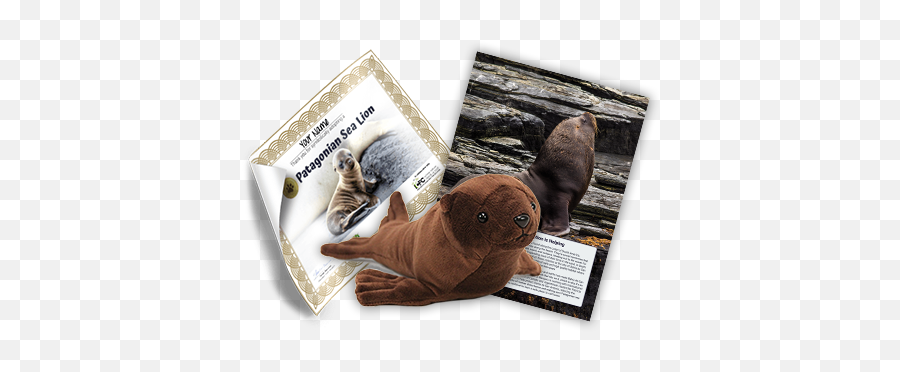 Super Sea - Steller Sea Lion Png,Sea Lion Png