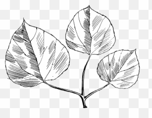 Quaking Aspen - Lovely Png,Aspen Tree Png