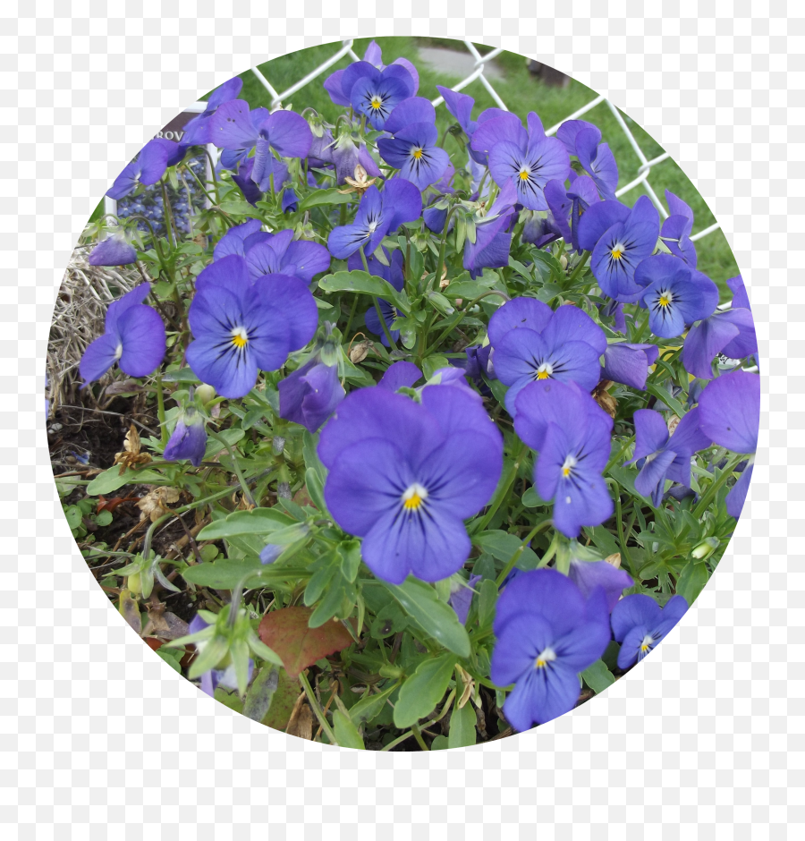 Blue Flowers Png - Pansy,Blue Flowers Png