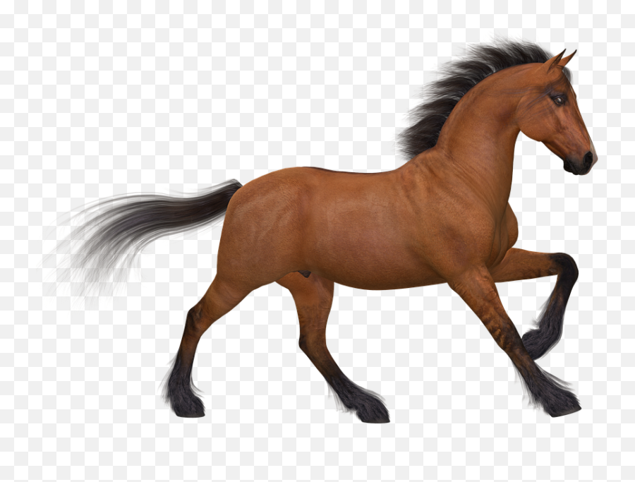 Horse Running Png 5 Image - De Cavalo Png,Horse Running Png