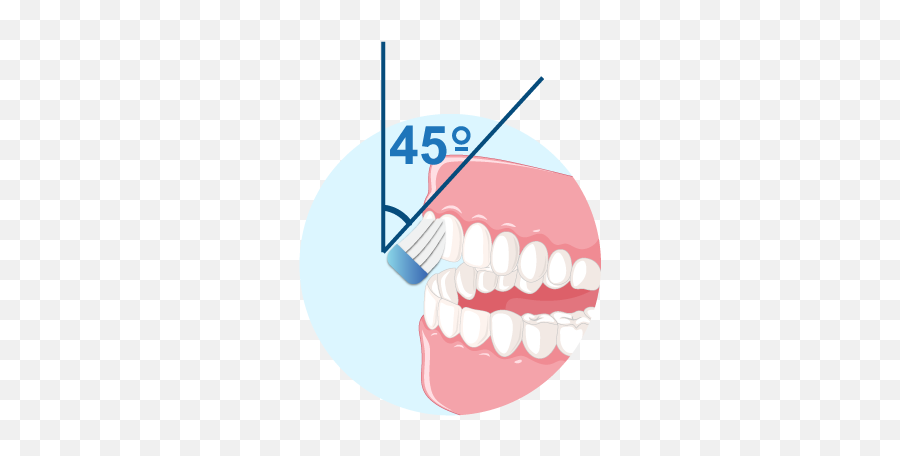 Glister - 45 Degrees Towards The Gum Line Png,Brush Teeth Icon