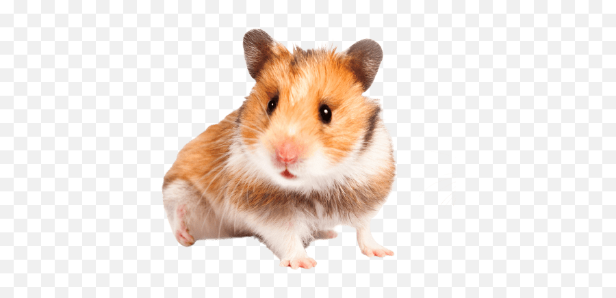 Hamster Behaviour Taming Your Hamsters Burgess Pet - Hampster Transperent Background Png,Hamster Icon