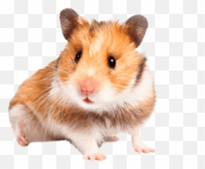 Hamster Behaviour Taming Your Hamsters Burgess Pet - Hampster Transperent Background png
