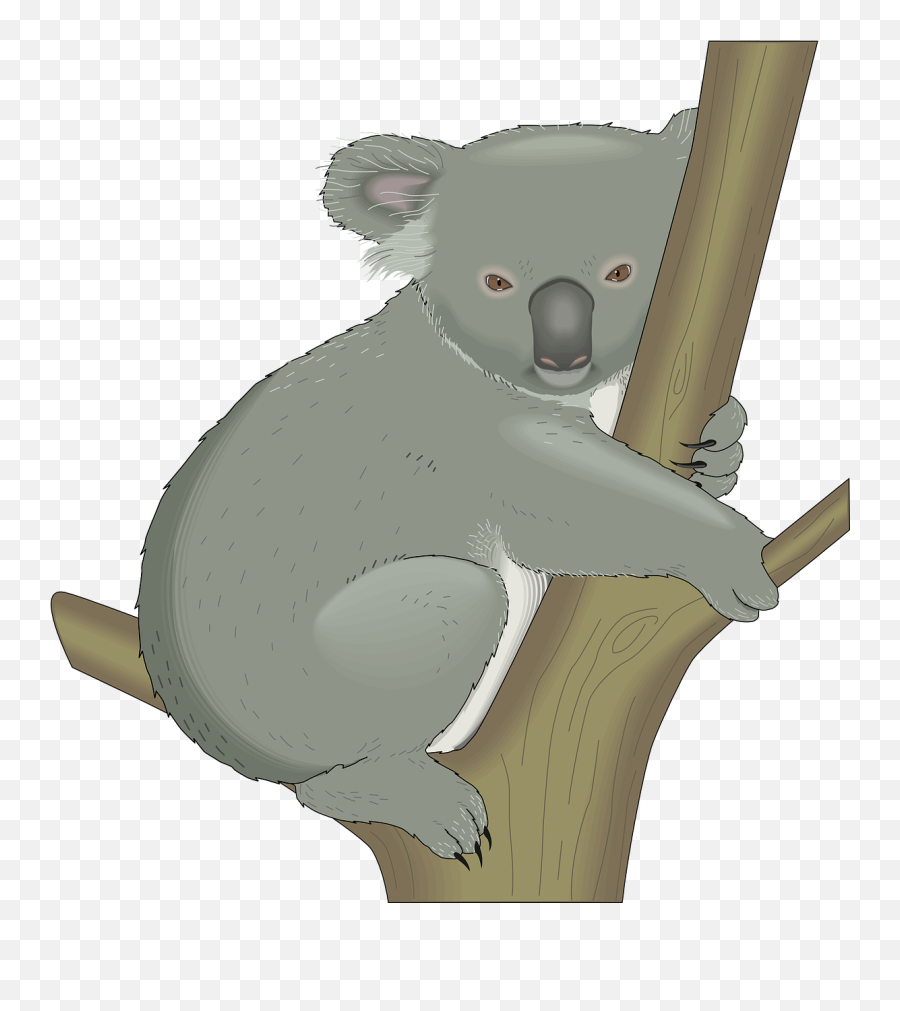 Koala Australia Tree - Koala In A Tree Clipart Png,Koala Png