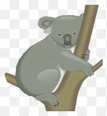 Koala Australia Tree - Koala In A Tree Clipart Png,Koala Png