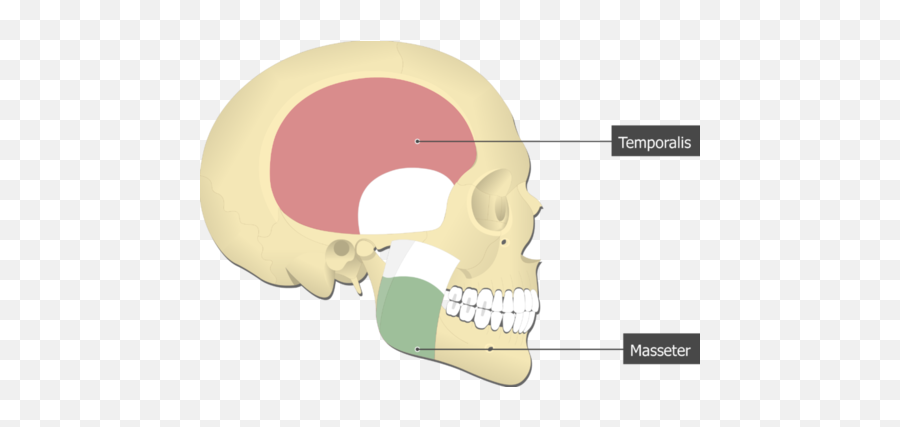 Abeka Grade 10 Biology Quiz 9 Flashcards Quizlet Png Tv And Film Icon