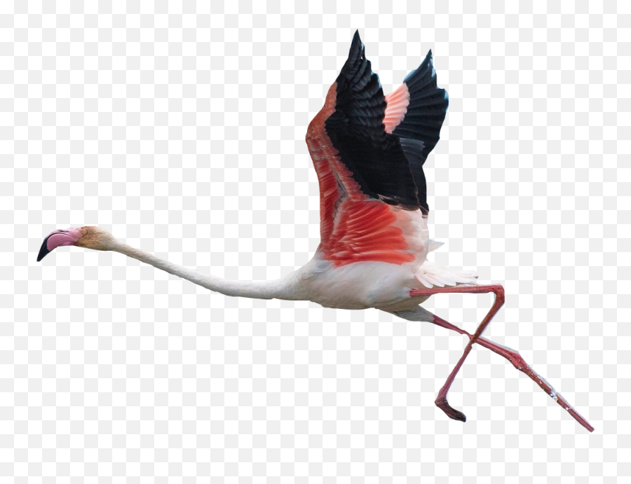 Download Flamingo Clipart Flying - Flying Flamingo Transparent Background Png,Flamingo Transparent Background