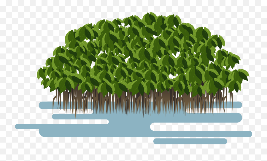 Avicennia Germinans Loop Root Mangrove Png