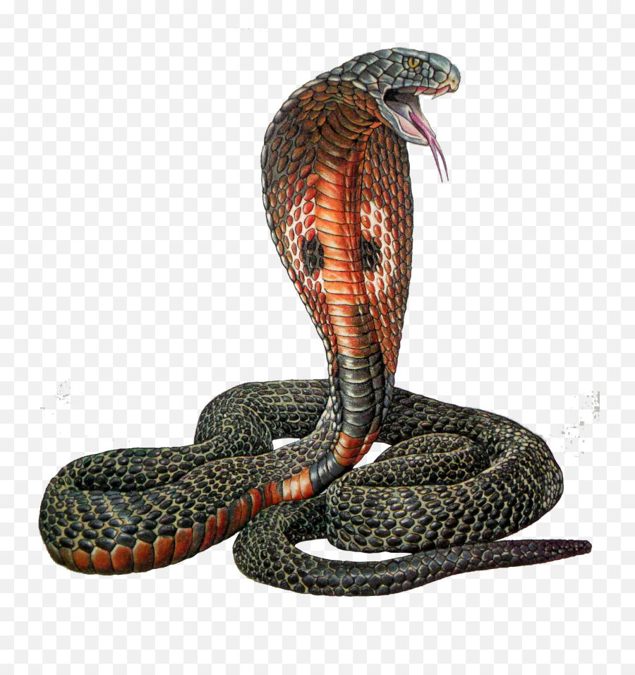 Vector Snake Plissken - Cobra Png,Serpent Png