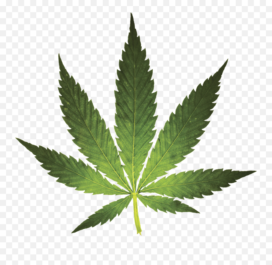 Michigan Medical Marijuana Report Free The Weed 40 - By Pot Leaf Transparent Png,Weed Leaf Png