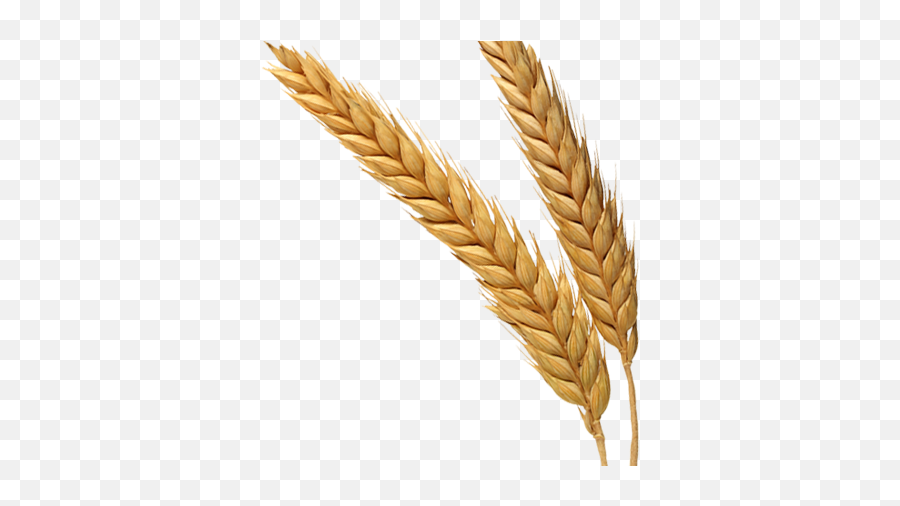 Wheat Png - Transparent Background Wheat Germ Png,Wheat Transparent Background