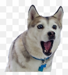 Husky Png Transparent File - Husky Png,Husky Png