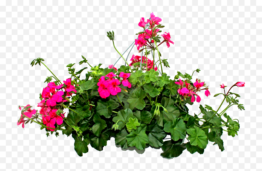 Flores Png - Plantas Png Sin Fondo,Flores Png