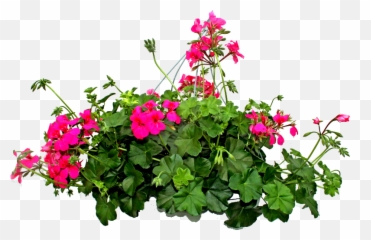 Flores Png - Plantas Png Sin Fondo,Flores Png