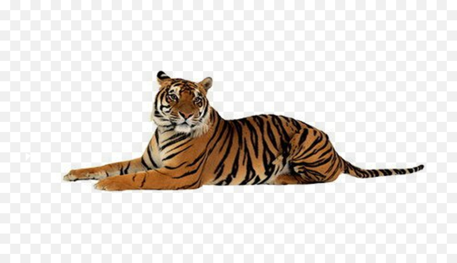 Tiger White Background Png Tigers
