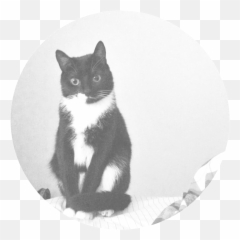 Download Nala Png Image With No Background - Pngkeycom Domestic Cat,Nala Png