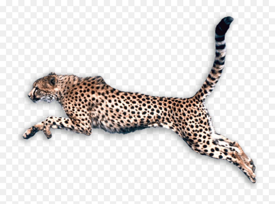 Cheetah Hunting Png - Chettah Png,Hunting Png