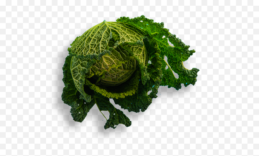Bar Lupulus - Faraona Savoy Cabbage Transparent Kitchen Collard Greens Png,Cabbage Transparent