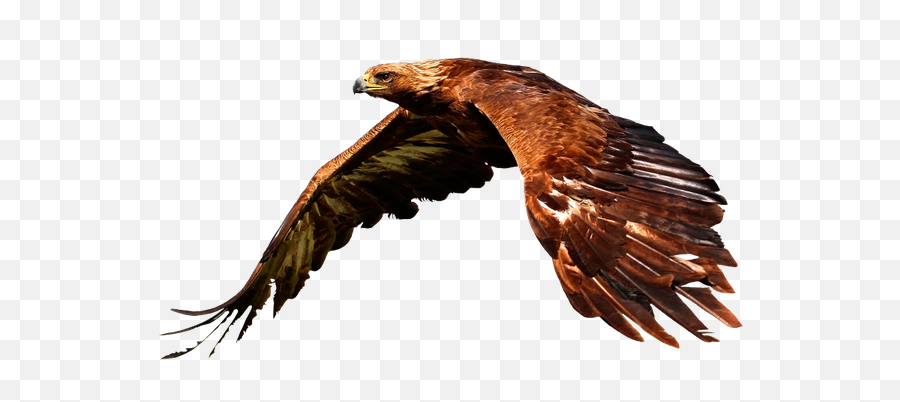 Bird Of Prey Flying Animal Nature - Beautiful Pictures Of Golden Eagles Png,Soaring Eagle Png