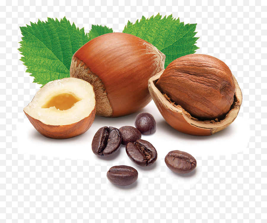 Hazelnut Latte Nsa - Hazelnut In Urdu Png,Hazelnut Png
