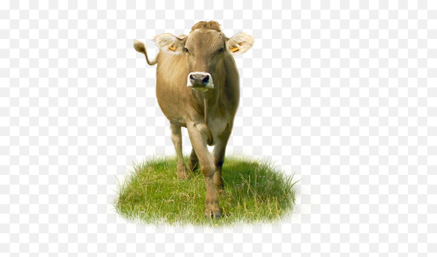Dairy Cow Png Download Image Arts - Cow Png Image Download,Cow Png