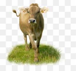 Dairy Cow Png Download Image Arts - Cow Png Image Download,Cow Png