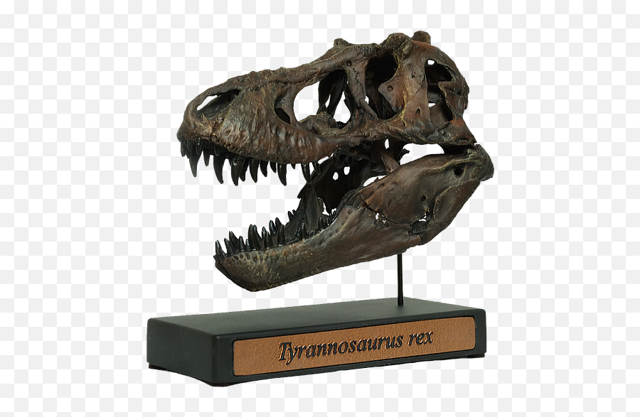 Deeptime Fossilswoodland Park Cofossilsdinosaurs - Tyrannosaurus Png,Fossil Png
